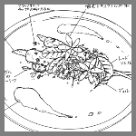 2023年5月18日アコルドゥ