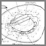 2024年3月30日アプリーレ